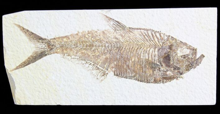 Detailed Diplomystus Fish Fossil From Wyoming #63943